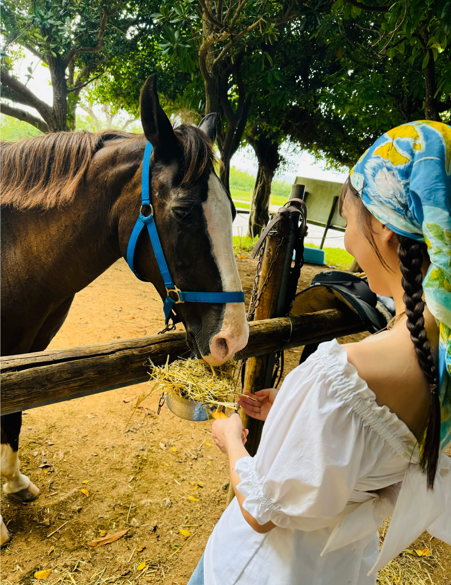 写真:沖縄を感じる乗馬体験